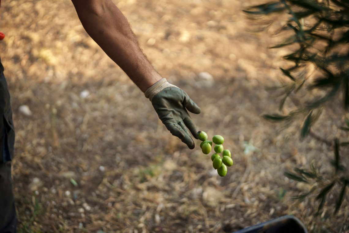 Olivenernte bei Yerakini, Halkidiki, Griechenland, im Oktober 2023. Eine behandschuhte Hand wirft einige Oliven auf den Boden. Das Fett der Oliven war nicht nur für die Zubereitung und Haltbarmachung von Speisen wichtig, sondern auch als Leuchtmittel und als Körperpflegeprodukt.
