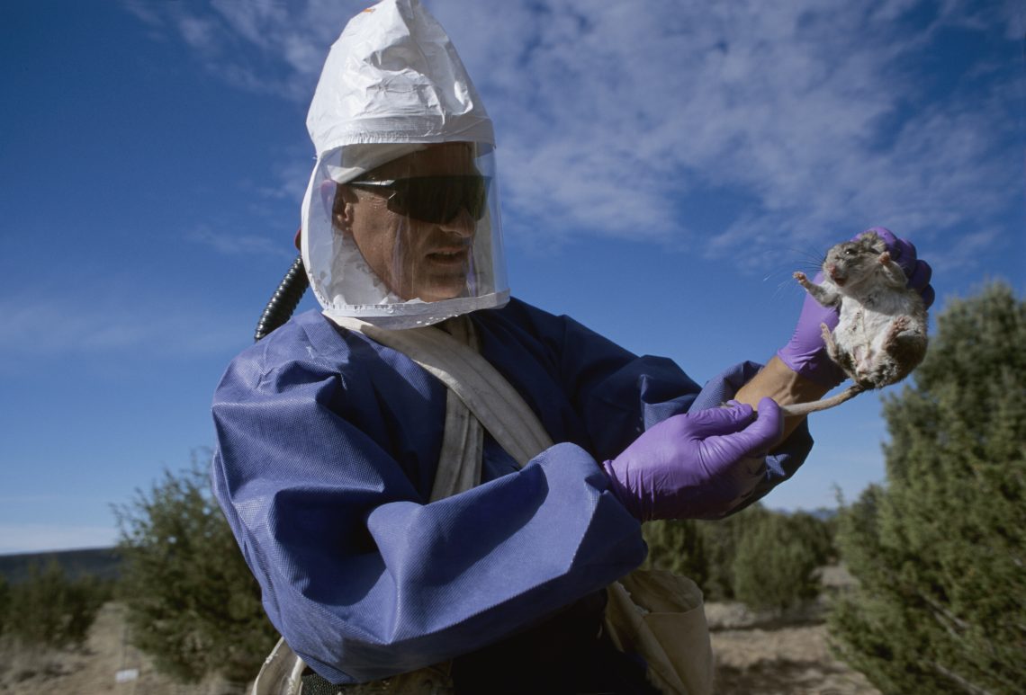 Das Hantavirus wird von unterschiedlichen Nagetieren übertragen. Die Andes-Variante überträgt sich von Maus zu Mensch und dann aber auch von Mensch zu Mensch. Wissenschaftler untersuchen regelmäßig Nager, um das Viren-Reservoir zu ermitteln.